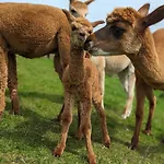 Flora & Fauna (adults Only) Hotel Winterberg