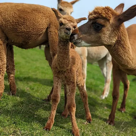 Flora & Fauna (adults Only) Hotel Winterberg