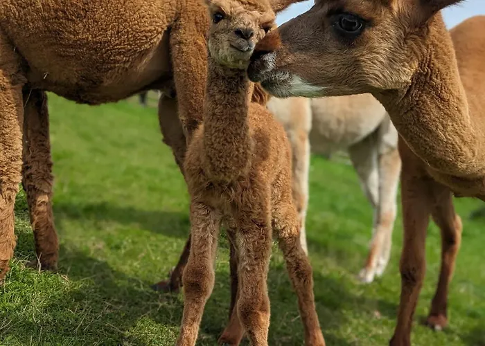 Flora & Fauna (adults Only) Hotell Winterberg