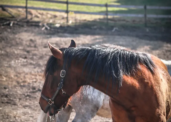 Flora & Fauna (adults Only) Hotell Winterberg