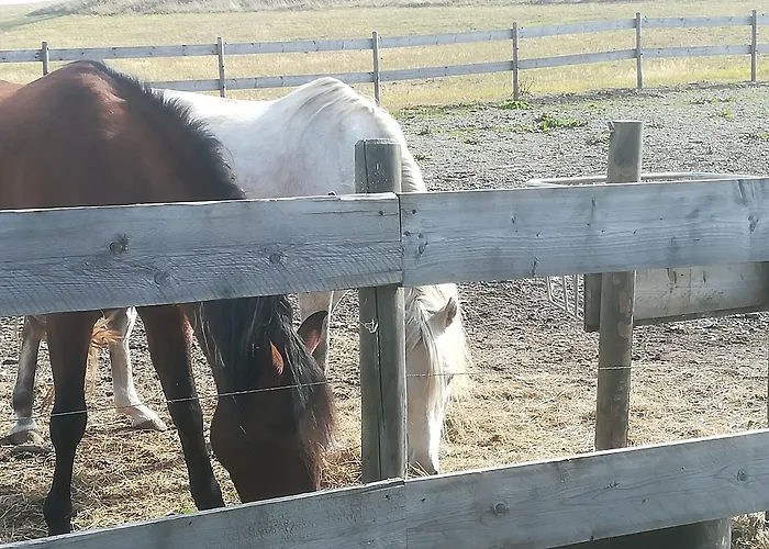 Flora & Fauna (adults Only) 温特贝格